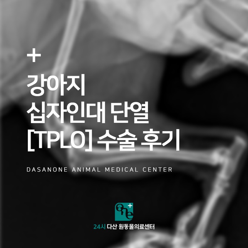 강아지 십자인대 단열 TPLO 수술 후기