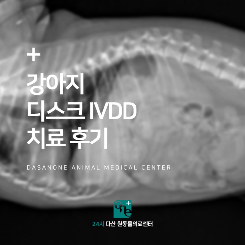 강아지 디스크 IVDD 치료 후기