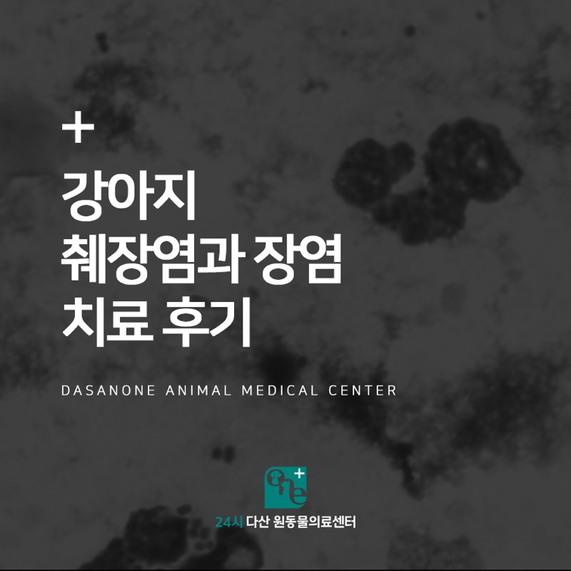 강아지 췌장염과 장염 치료 후기