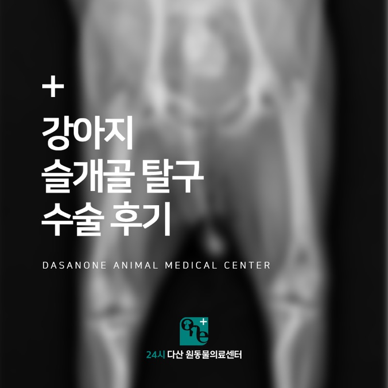 강아지 슬개골 탈구 수술 (MPL) 후기