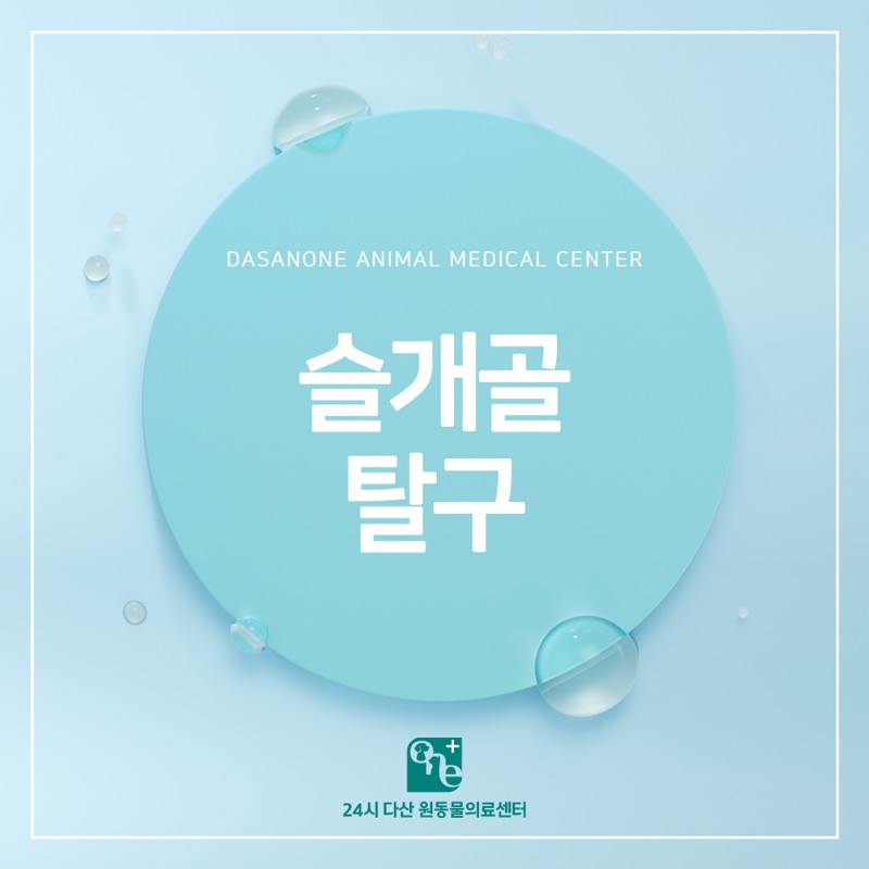 뒷다리를 절뚝거려요. 슬개골 탈구의 증상과 예방법