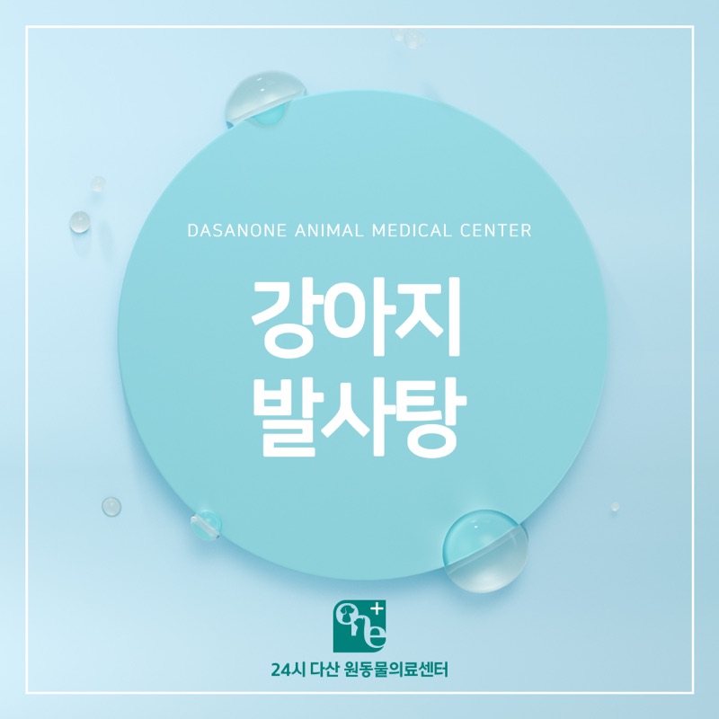 강아지가 발을 자꾸 핥아요 발사탕의 원인 총정리
