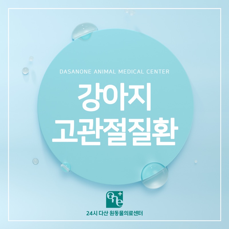 강아지 걸음걸이가 달라졌어요, 고관절 질환 알아보기